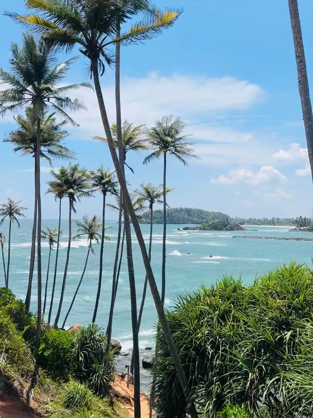 palms over the bay