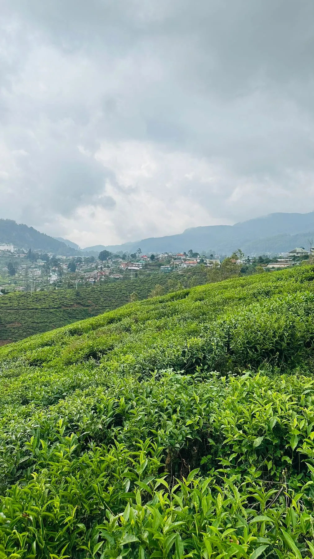 tea fields in the hill country