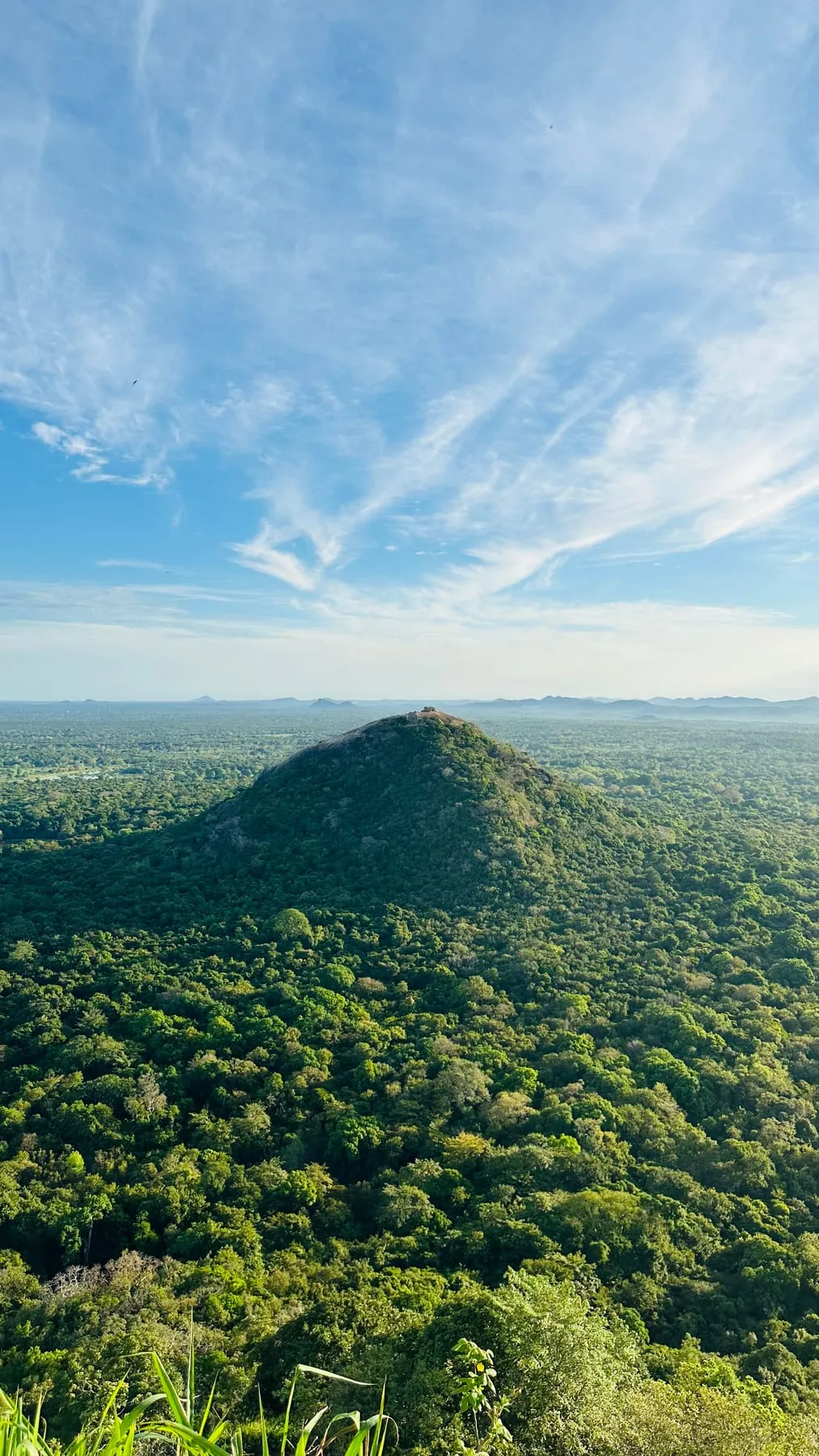 jungle from the summit